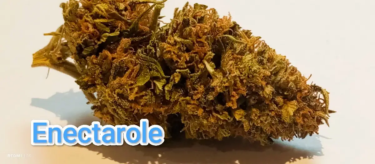 Enectarol