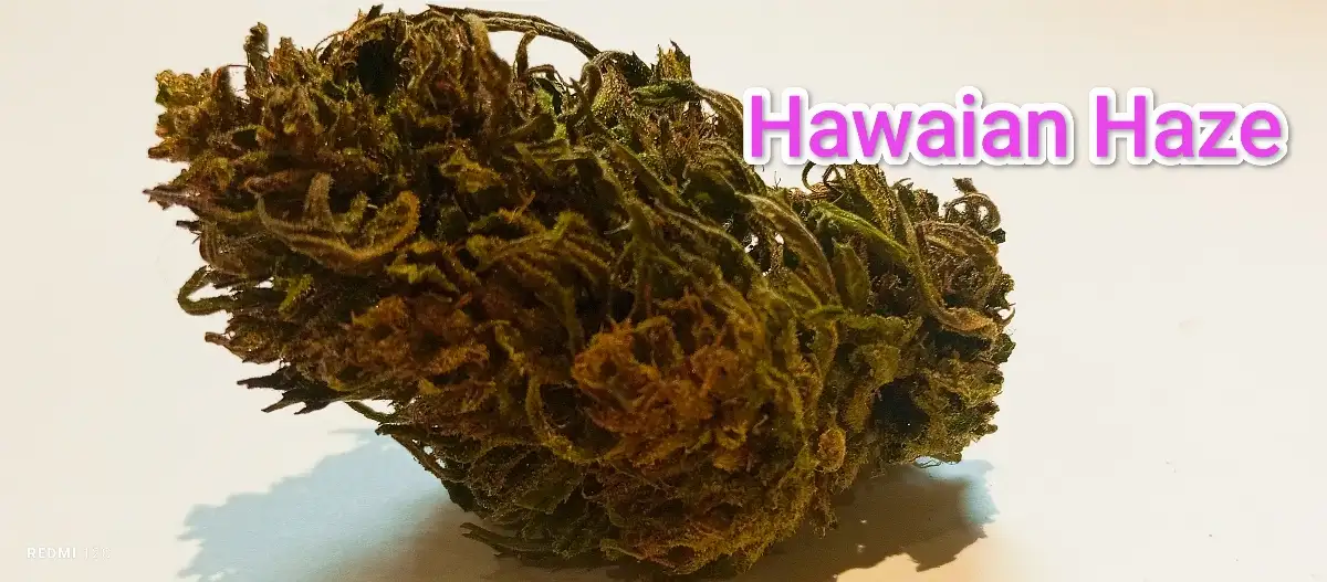 Hawaian Haze